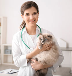 Vet Holding Cat